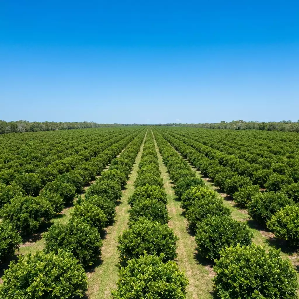 Aerial view of a healthy, sprawling Florida citrus grove under a clear sky