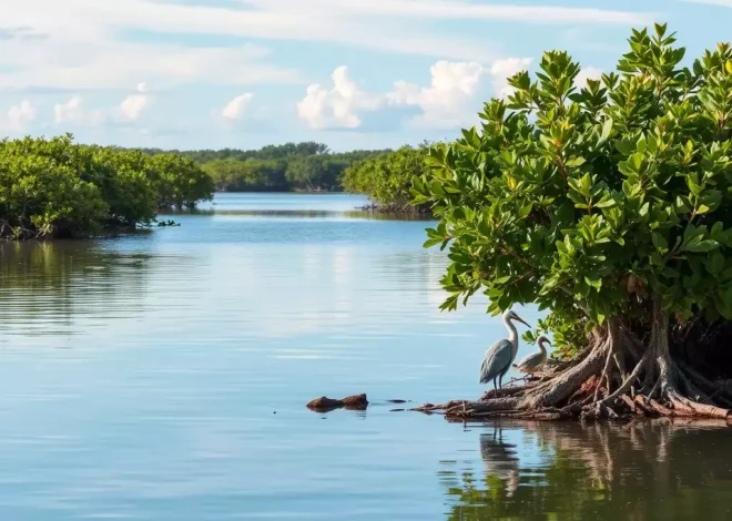 Storm Effects on Fort Myers Wildlife